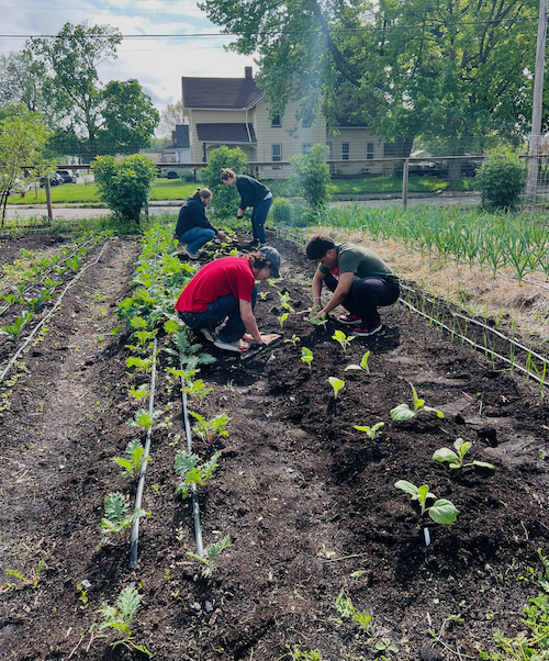 Solidarity Farms