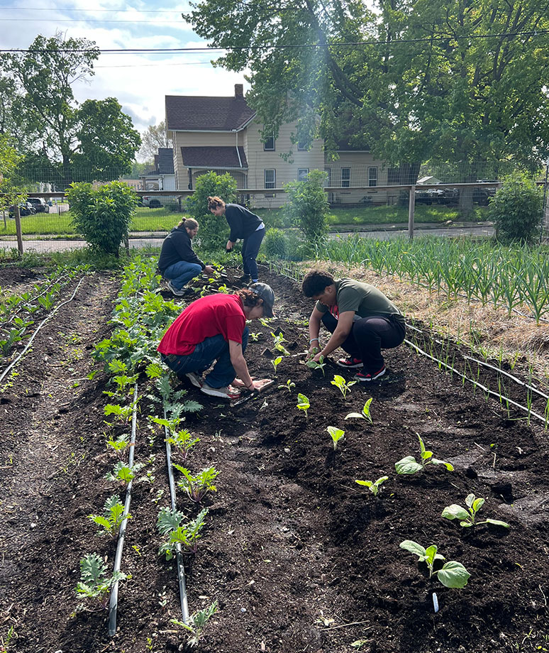 Solidarity Urban Farms